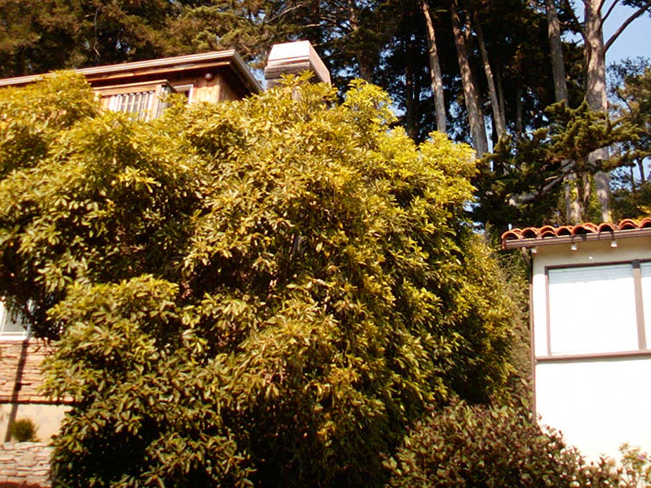 535 Monterey, Ave, Aptos, CA - view